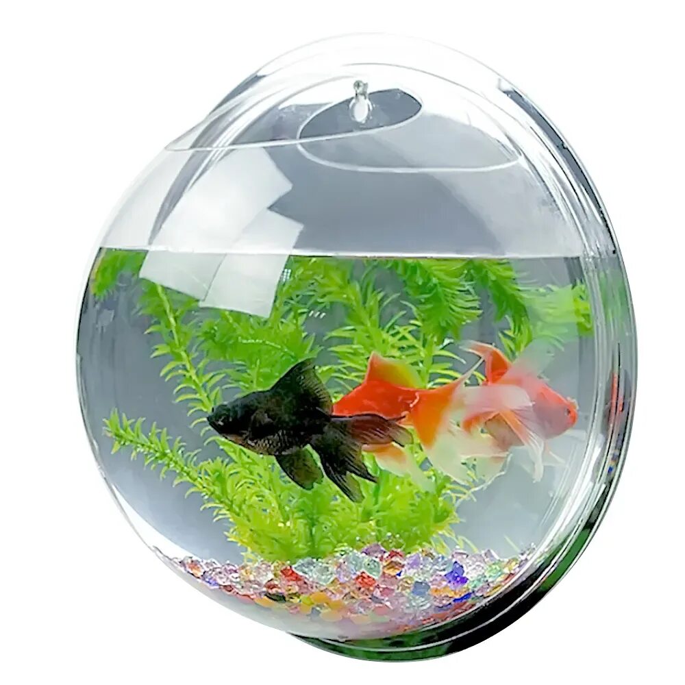 Какие рыбки могут жить одни. Круглый аквариум. Рыбки для аквариума. Круглый аквариум с рыбками. Маленький аквариум.