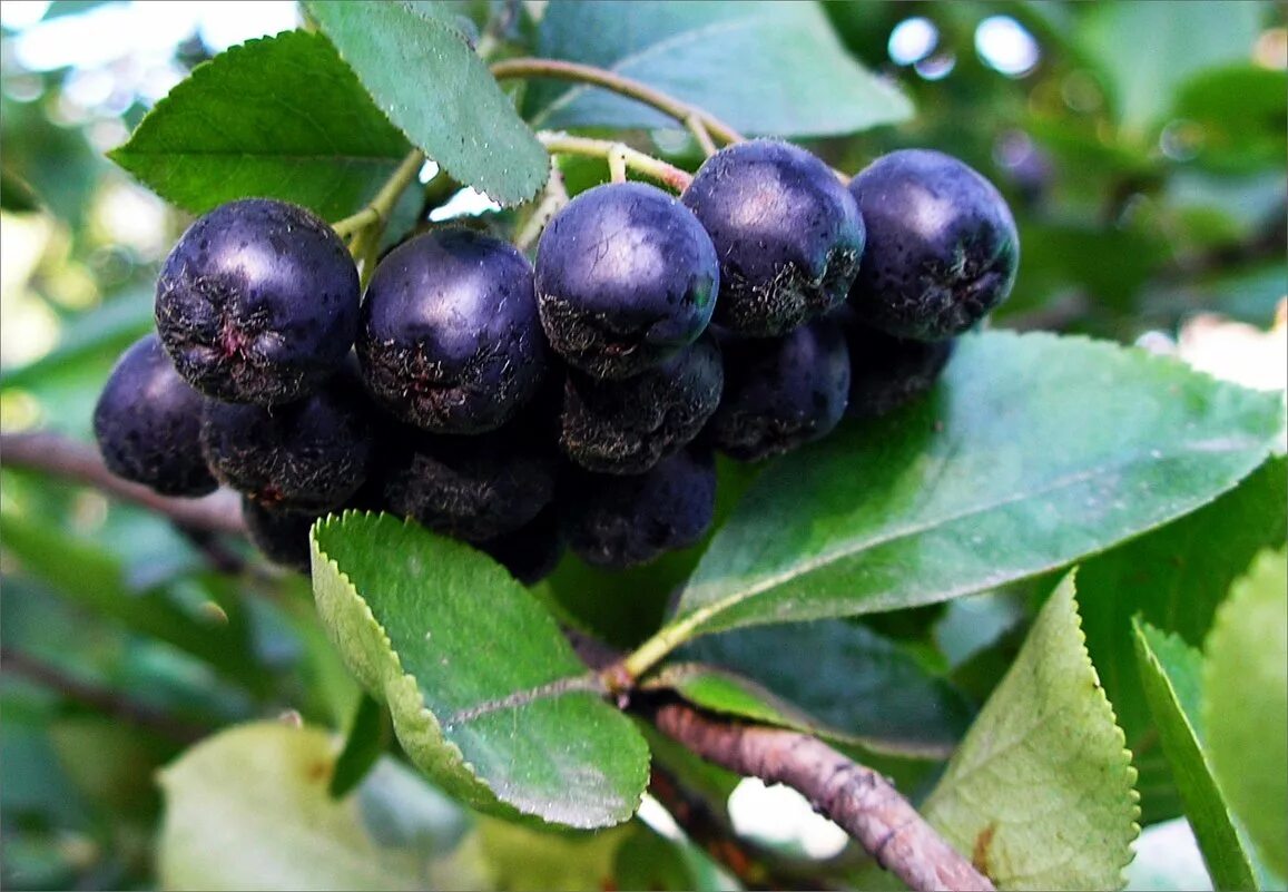 сорта черноплодной рябины. черноплодная рябина сорта. черноплодная рябина неро. арония черноплодная (с10). арония черноплодная.