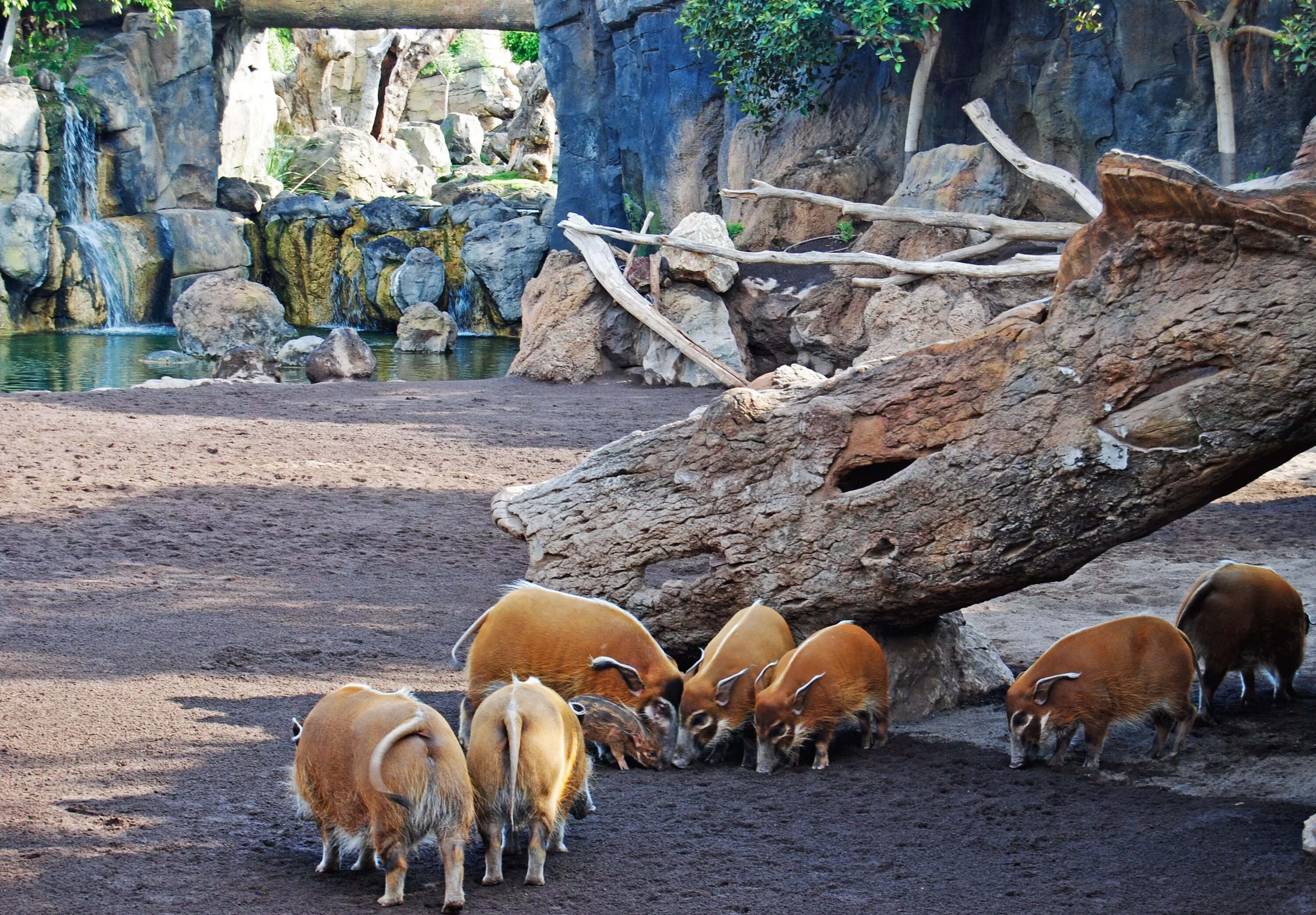 Zoo animals park. Биопарк Валенсия. Зоопарк Аттики. Биопарк Рим. Оклендский зоопарк новая Зеландия.