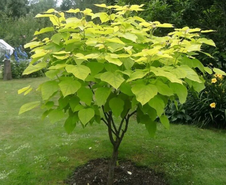 Катальпа бигнониевидная. Катальпа Ауреа. Катальпа бигнониевидная (Catalpa bignonioides). Дерево с огромными листьями