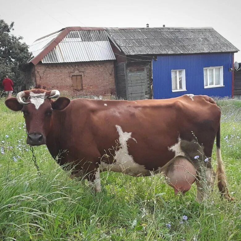 Купить телят в нижегородской области. Продается корова. Продажа коров. Продам корову. Район корова.
