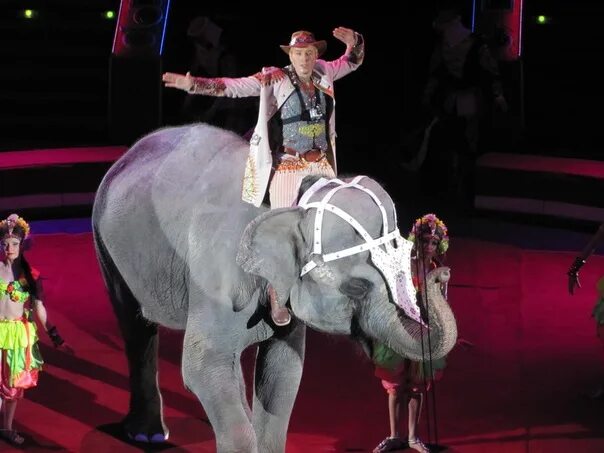 Династия корниловых цирк. Андрей дементьев корнилов слоны. Династия корниловых цирк. Анастасия дементьева корнилова дрессировщица. Московский цирк «династия.