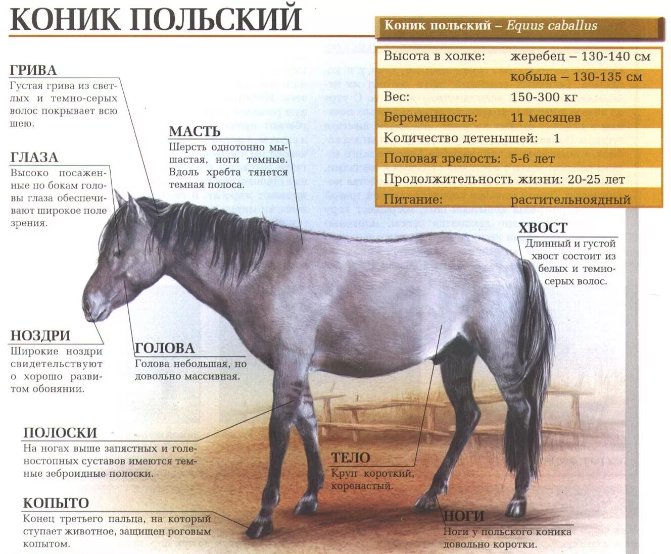 Тарпан польские коники. Польский Коник. Польский Коник лошадь. Конник польский порода лошадей. Сайт коник