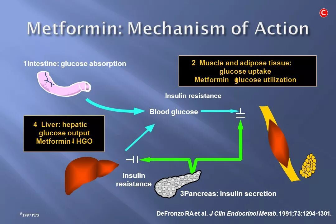 Mechanism of action. Metformin mechanism of Action. SSRIS mechanism of Action. Ethionamide mechanism of Action. Никорандил механизм действия.