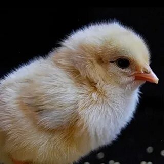 Цыплята песенки видео