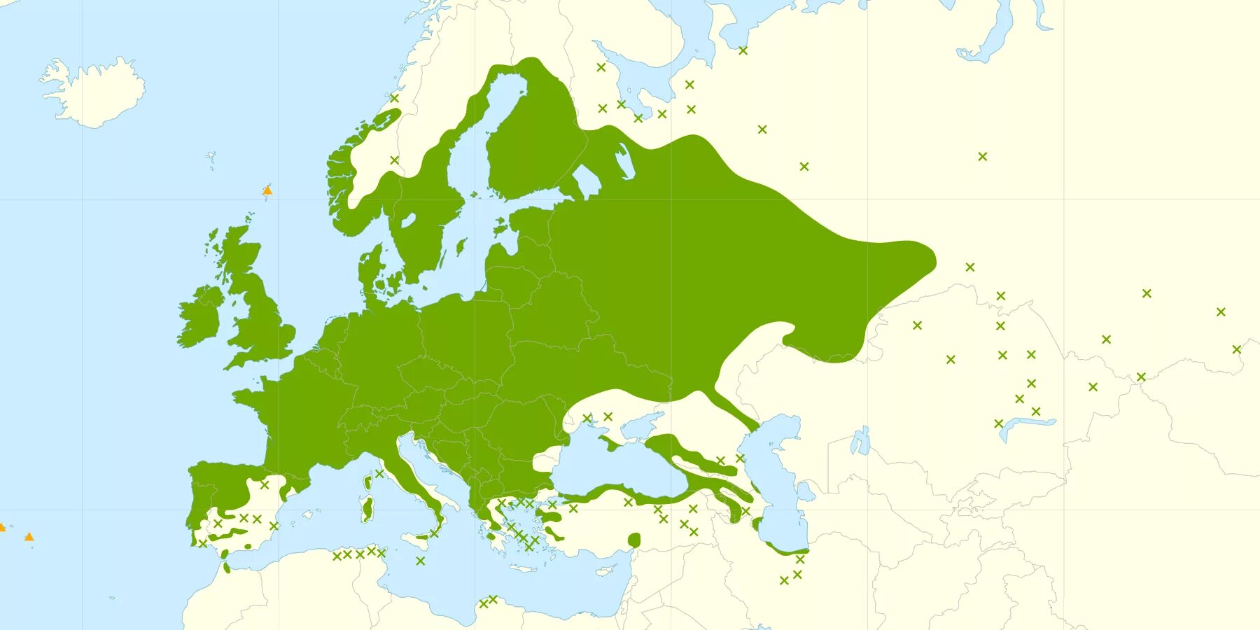 Цветущая ольха. Ольха распространение. Ольха распространение. Ольха распространение. Ольха букоцветные.