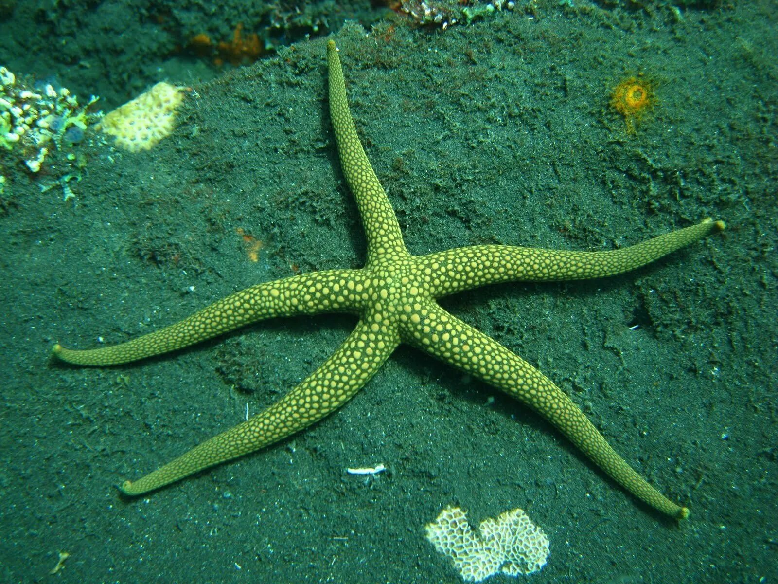 Морская звезда. Редкие морские звезды. Рыба морская звезда. Настоящая морская звезда.