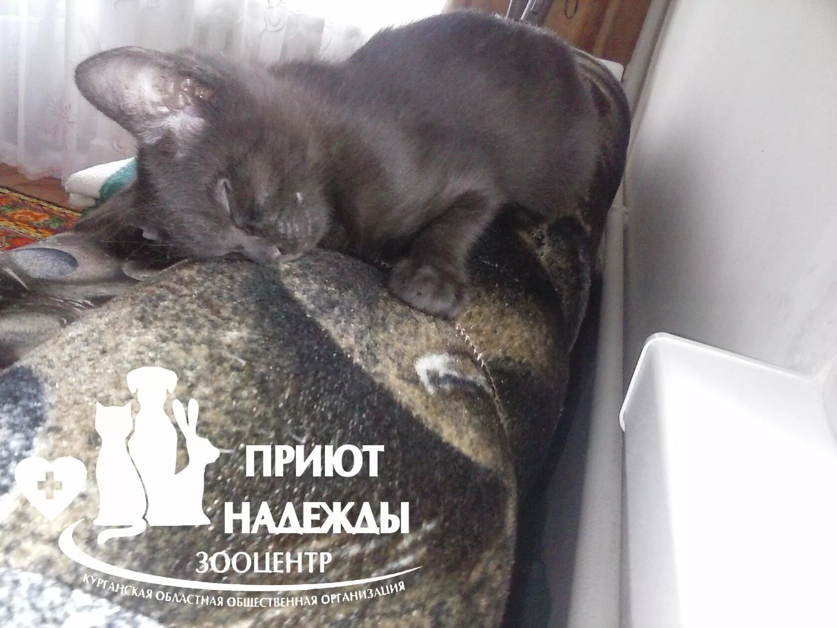 приют надежды вологда. бесплатная стерилизация кошек. озж приют надежды вологда эмблема. приют надежды вологда адрес. приют надежды вологда адрес.