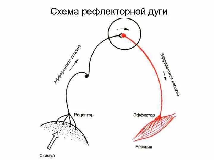 Рефлекторная дуга условного рефлекса схема. Схема рефлекторной дуги безусловного слюноотделительного рефлекса. Рефлекторная дуга безусловного рефлекса. Рефлекторная дуга безусловного слюноотделительного рефлекса. Рефлекторное течение