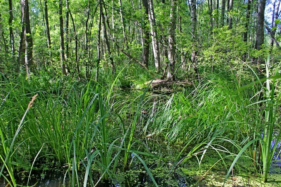 для какого типа болот характерна эвтрофная растительность. торфяные болота алтайский край. олиготрофное болото. батанаковские болота. верховые и низинные болота.