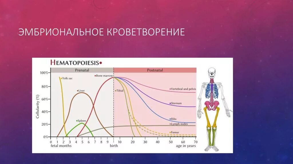 Эмбриональный гемопоэз. Эмбриональное кроветворение схема. Периоды эмбрионального гемопоэза таблица. Эмбриональный гемопоэз схема. Органы эмбрионального гемопоэза таблица.