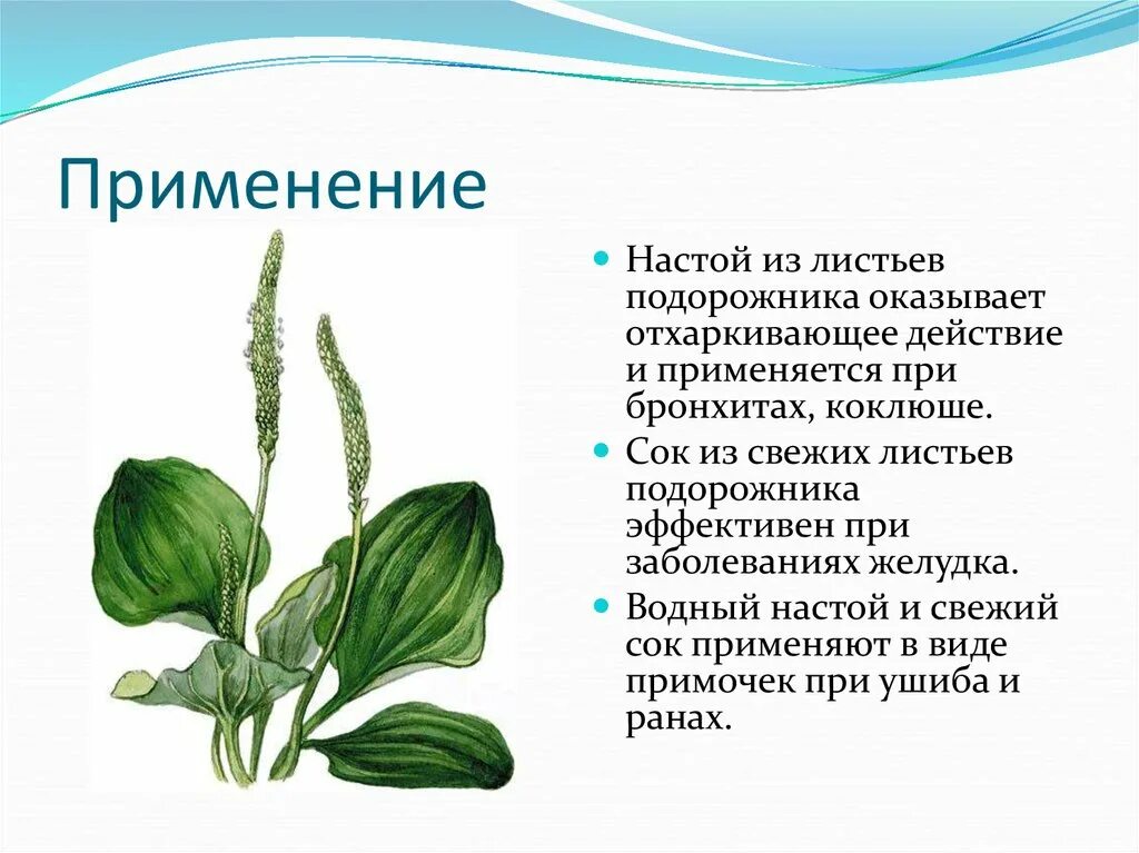 Лечение желудка подорожником. Подорожник лист. Подорожник лекарственное растение. Лист подорожника используется. Листья подорожника применение.