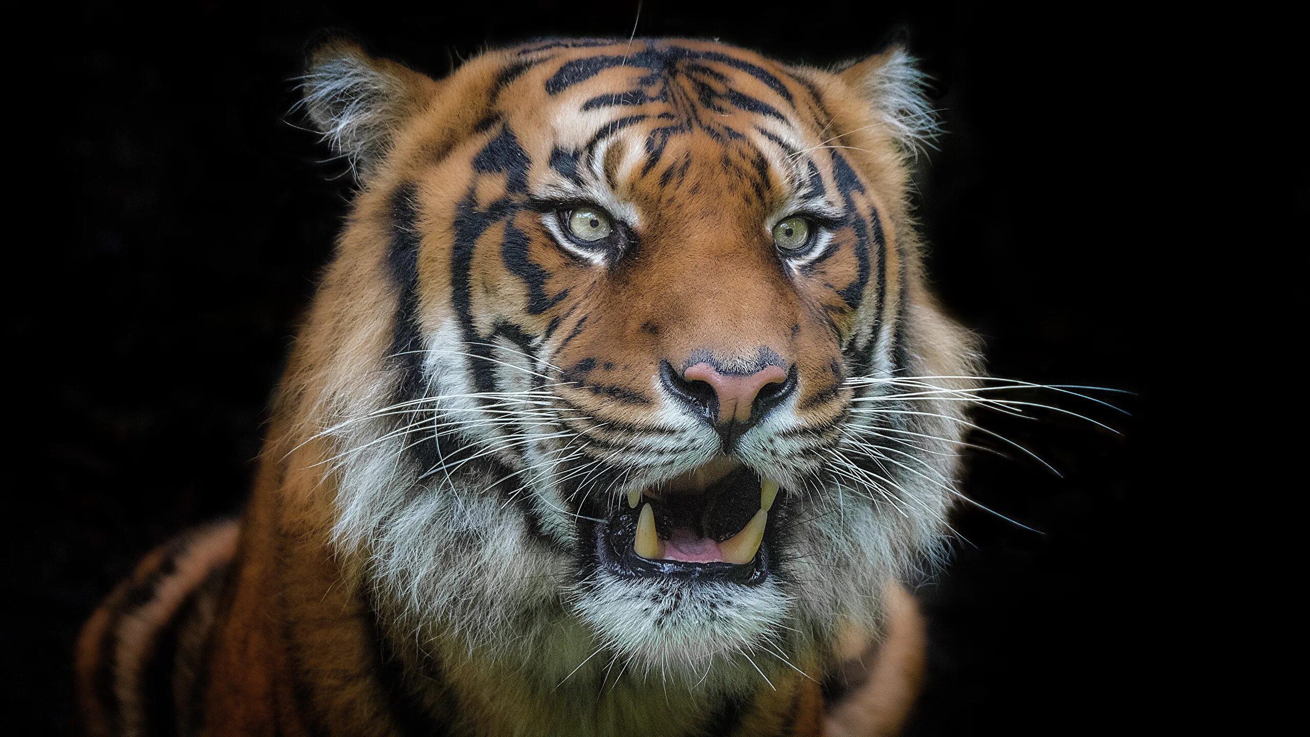 суматранский тигр и амурский тигр. тигр на грани вымирания. суматранский тигр. бенгальский тигр детеныш. тигр.