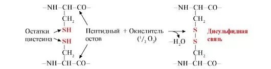 Образование дисульфидных связей в белке. Реакция образования дисульфидной связи. Показать образование дисульфидной связи между остатками цистеина. Дисульфидные связи в структуре. Образование дисульфидной связи в белках.