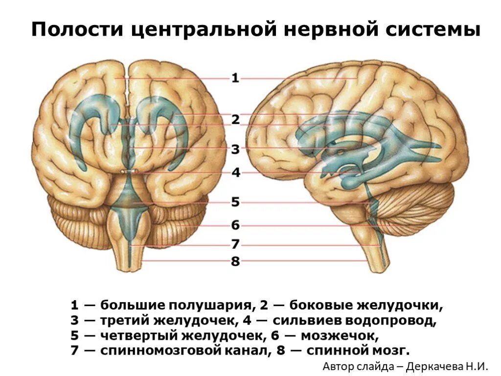 Желудочки среднего мозга