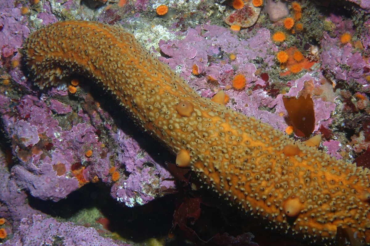 Купить морских огурцов. Голотурия трепанг. Голотурия морской огурец. Моллюск кукумария. Иглокожие морской огурец.