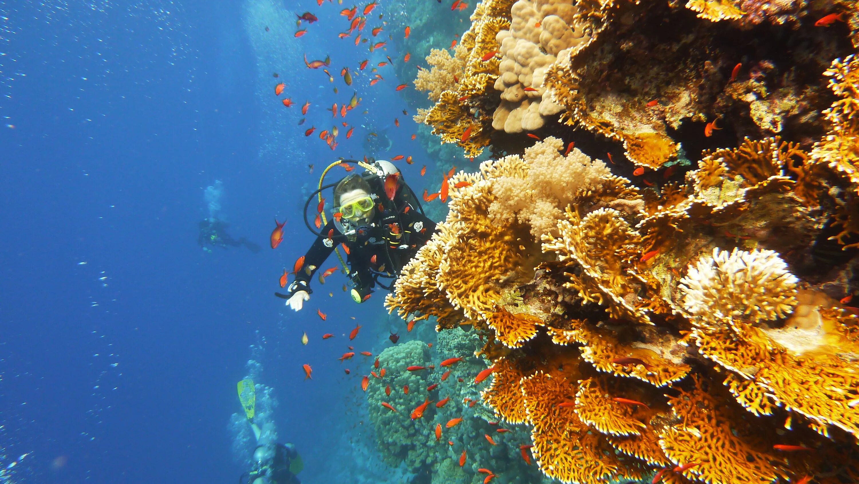 Sea dive. Дайвинг сафари Египет. Дайвинг в Египте Шарм-Эль-Шейх. Дайв сафари красное море. Египет красное море дайвинг сафари.