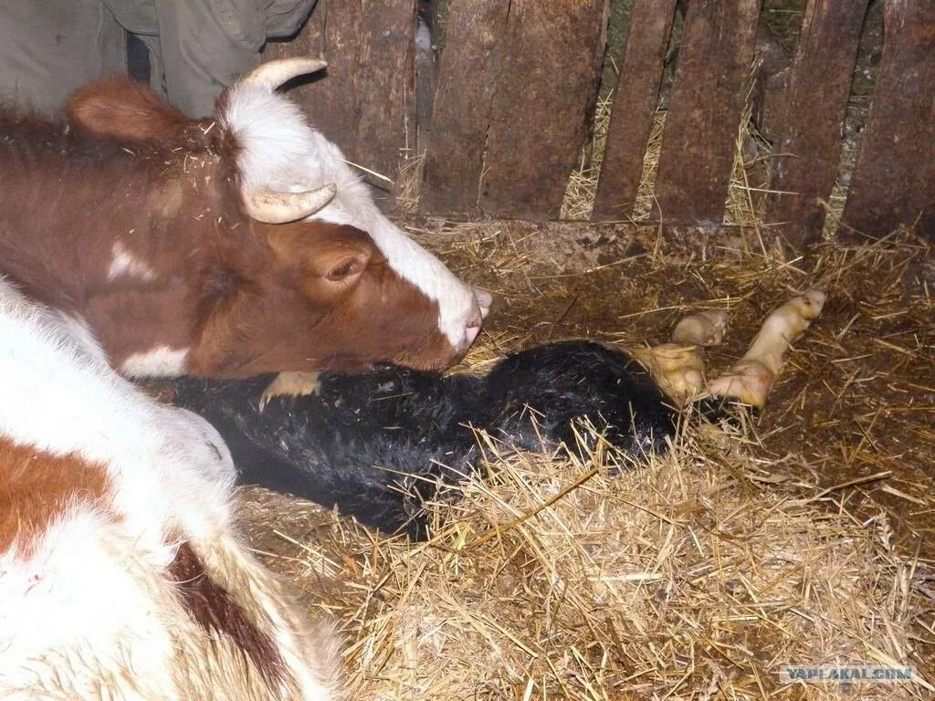 Родовспоможение у коров. Срок беременности у коров