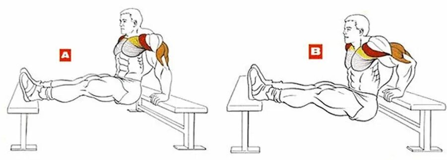 Отжимания от скамьи на трицепс техника. Обратные отжимания от скамьи техника. Обратные отжимания от скамьи мышцы. Отжимания обратным хватом