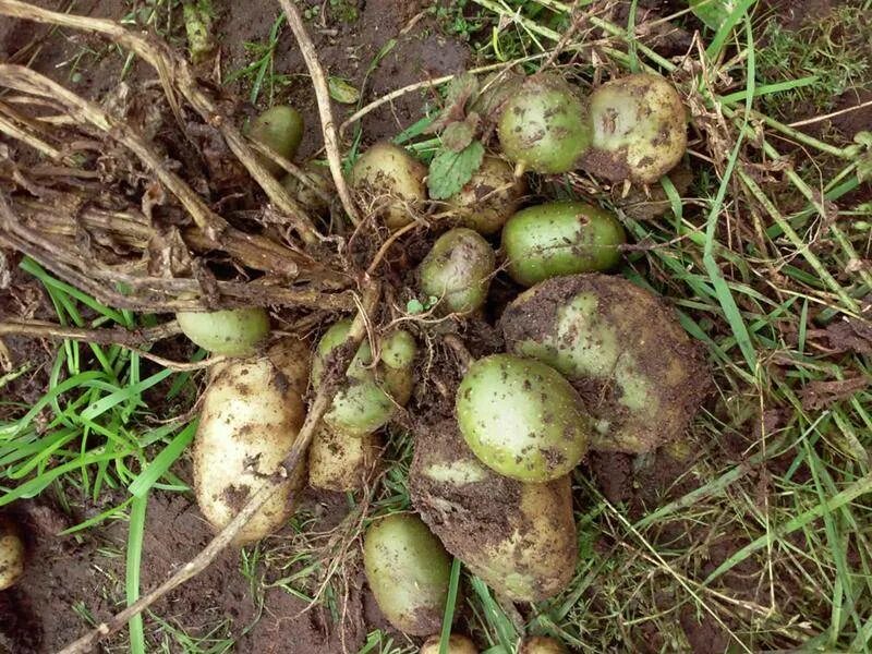 Вырастет ли картошка. Клубни картофеля с ботвой. Клубень картофеля это плод. Клубеньковый картофель. Ягоды картошки.
