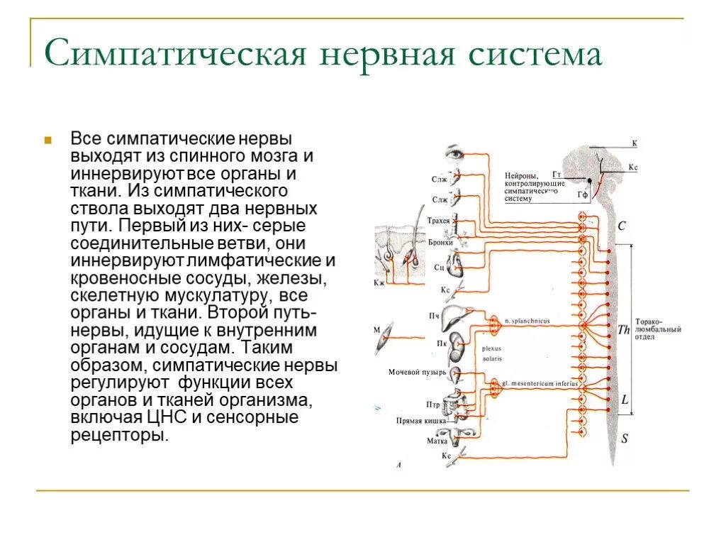 Работа симпатического нерва. Симпатическая нервная система мозга. 2 Нервные системы симпатическая. Что иннервирует симпатическая нервная система. Основной нерв симпатической нервной системы.