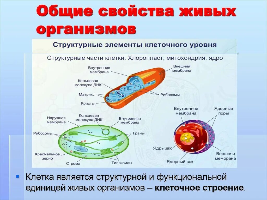 Организм свойства организмов презентация. Свойства живого клеточное строение. Строение живых организмов. Клетка. Строение клетки.. Общие свойства живых организмов клеточное строение. Основное строение клетки.