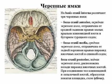 Средняя черепная ямка образована