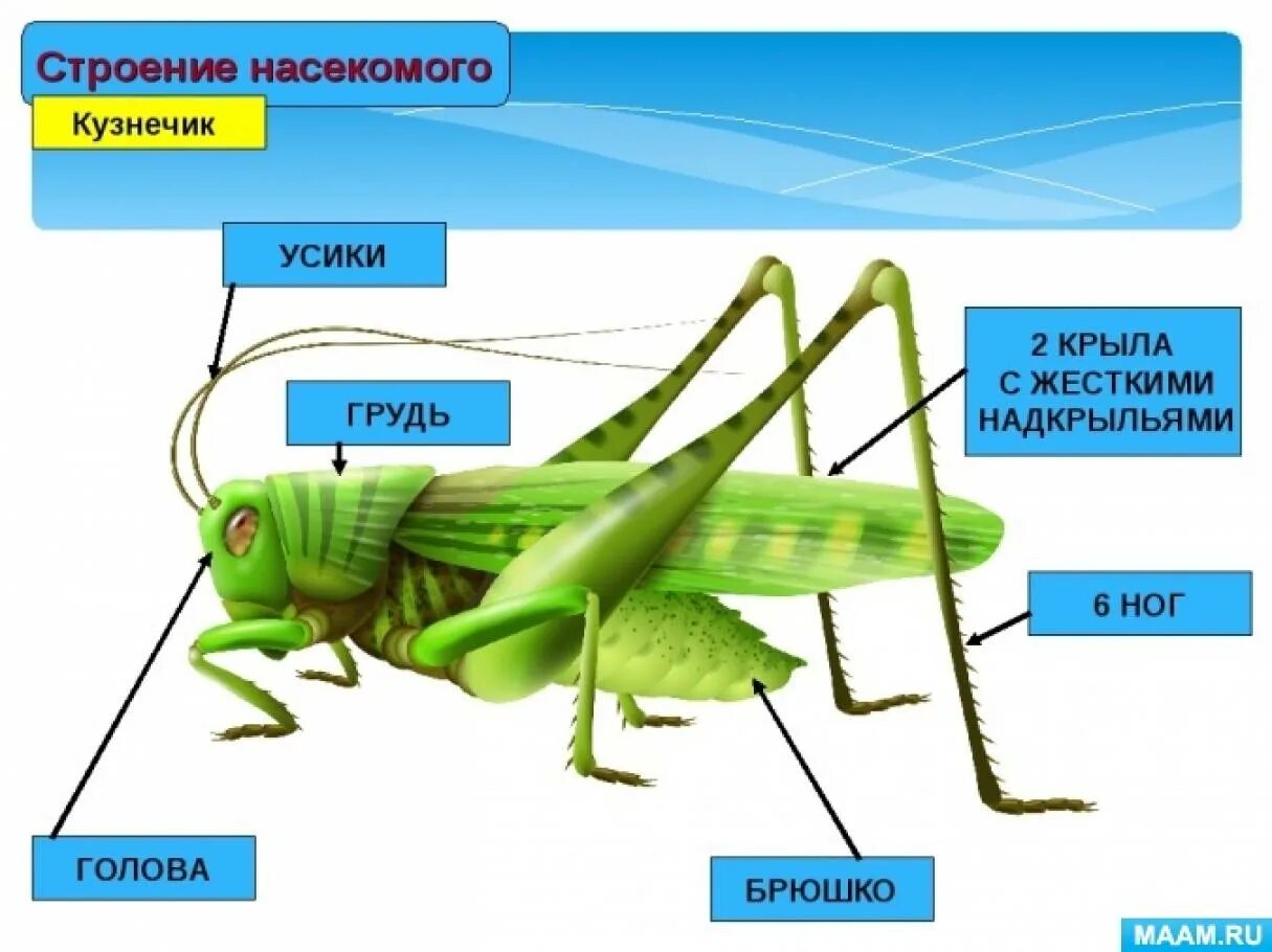 Строение кузнечика для детей дошкольного возраста. Строение насекомых. Внешнее строение кузнечика. Строение тела насекомых. Группы организмов насекомые