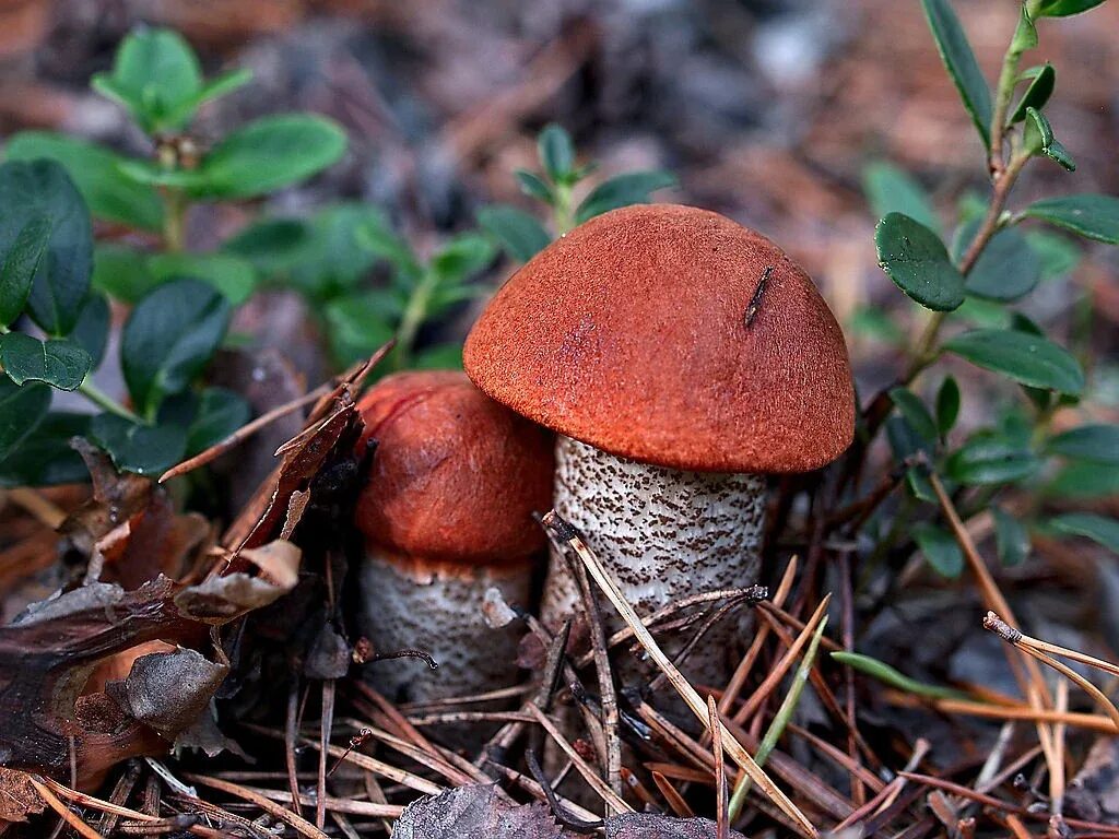 Подберезовик рыжик. Подосиновик красноголовик. Подосиновик красный (Leccinum aurantiacum). Подасиновик Красноголовец. Гриб Боровик подосиновик.