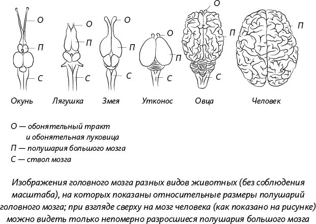 Функция головного мозга животных. Мозг животных. Отделы мозга животных. Головной мозг позвоночных. Мозг разных видов животных.