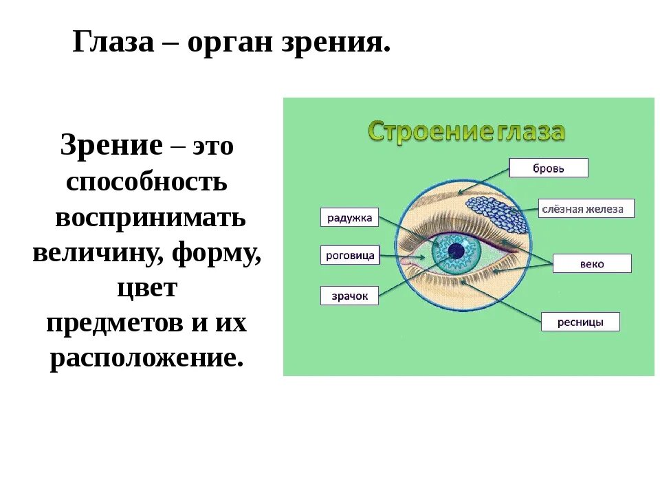 Органы человека глаза. Органы чувств органы зрения глаза. Глаза орган зрения 3 класс. Строение глаза 3 класс. Органы чувств строение глаза.