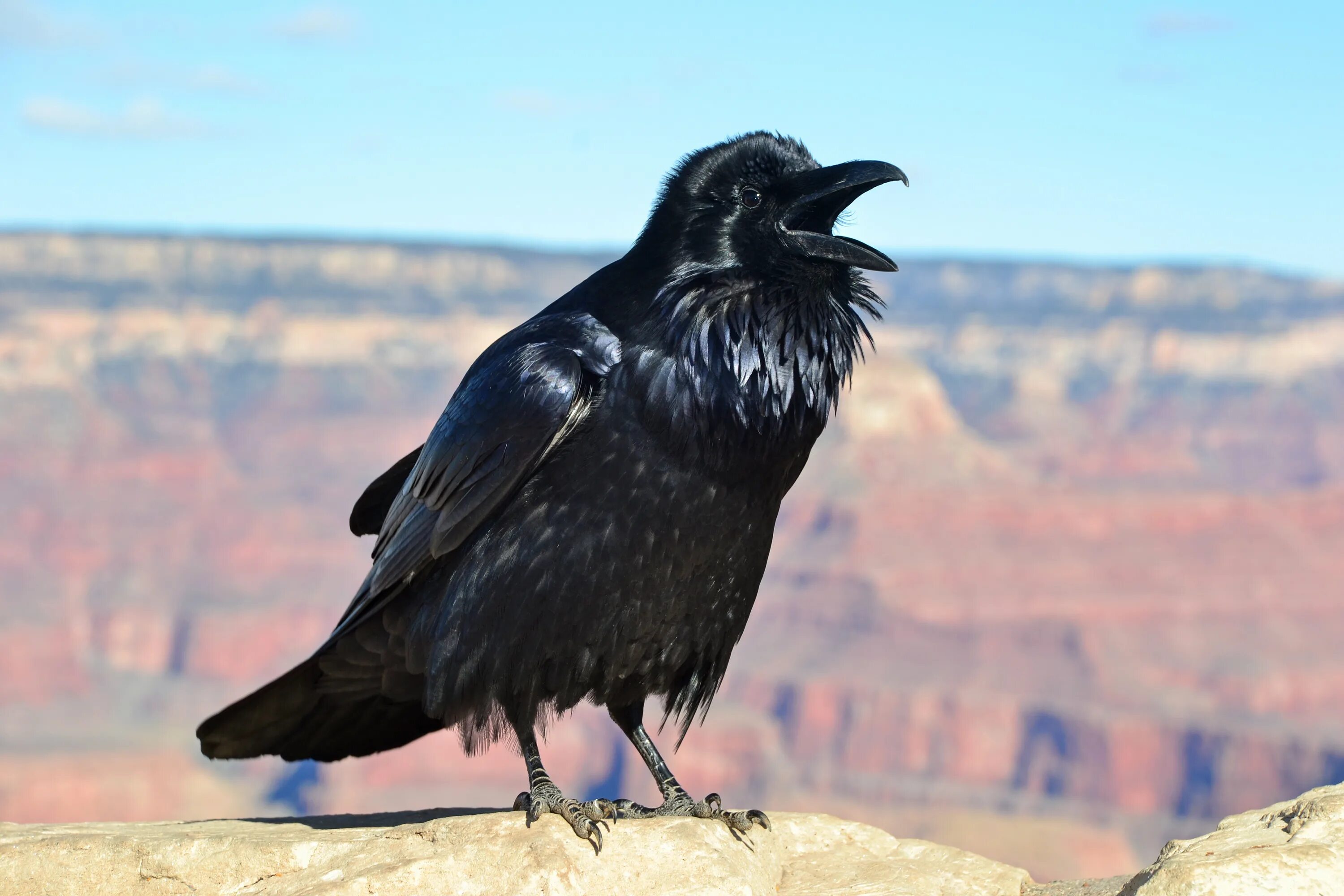 Ворон обыкновенный. Рейвен птица. Corvus fuscicapillus. Ворона Монтана.