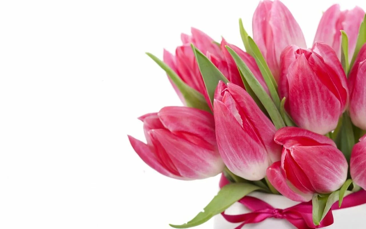 Поздравления с наступающим праздником весны. Розовые тюльпаны.