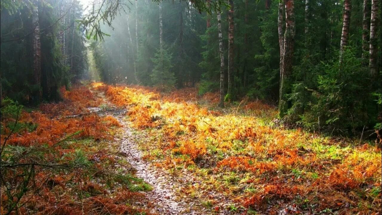 Утро в лесу. Петушки лесные тропы осенью. Сентябрьское утро иду по лесной. Ранняя осень в лесу. Осень покой.