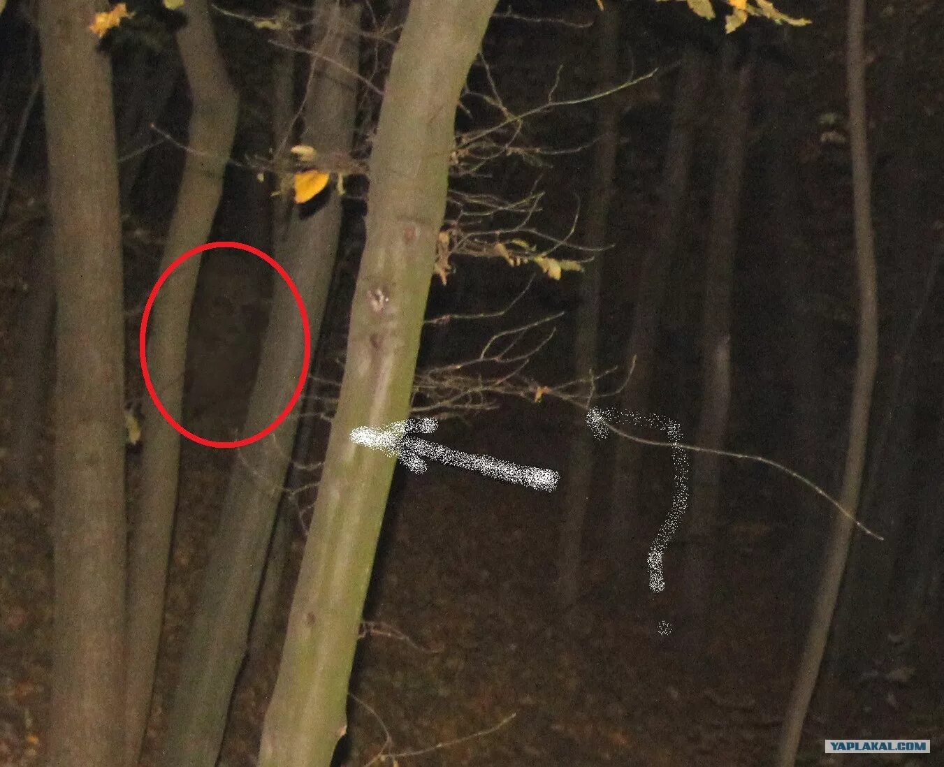 ырка существо славянской мифологии. мифологические персонажи ырка. ырка сейчас. мистические существа в реальной жизни. ырка сейчас.