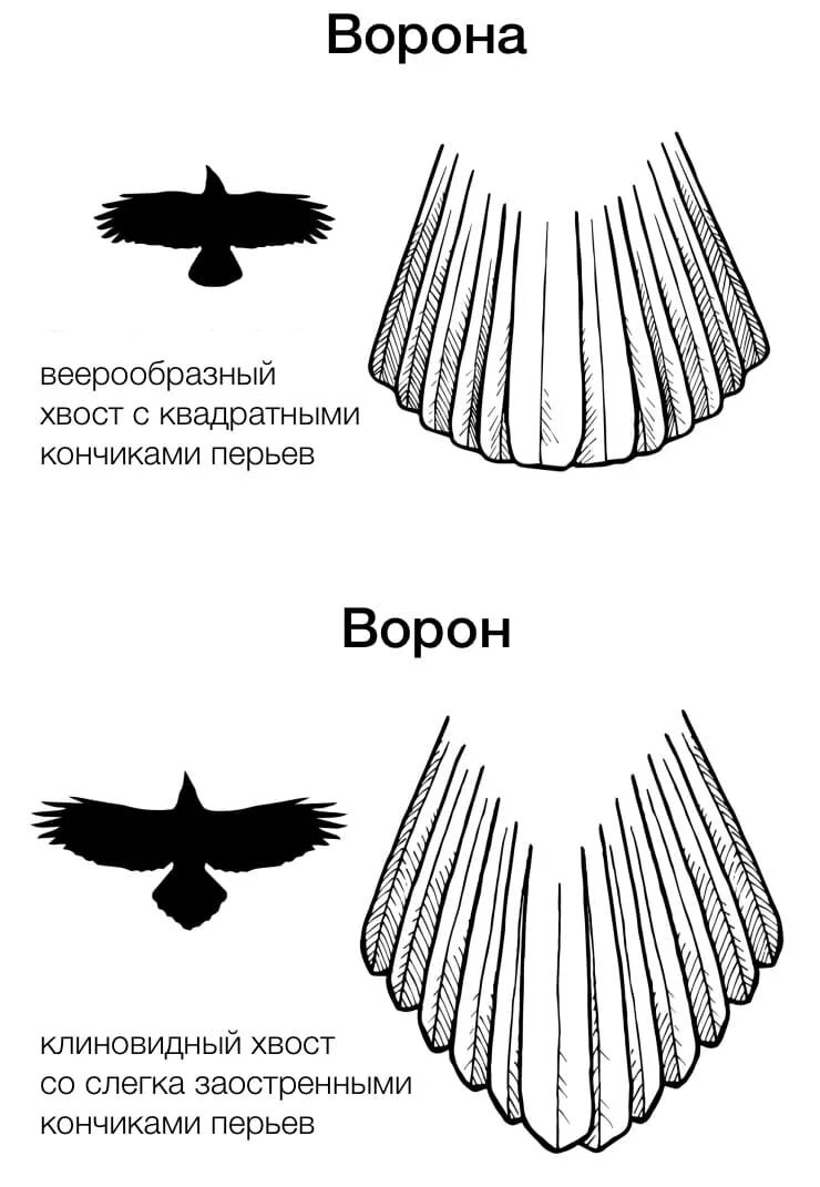 Какая птица имеет хвост. Хвост птицы. Хвост ворона птицы. Формы крыльев. Формы хвоста птиц.