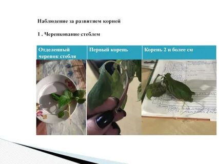 Наблюдение корень
