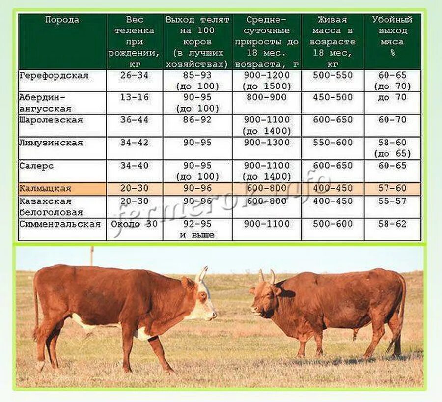 Выход бычка. Порода Герефорд бычки характеристики. Стандарт породы симментальской породы коров. Герефордская порода коров молочная и мясная. Герефордская порода КРС характеристика.