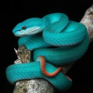 Коралловая гадюка