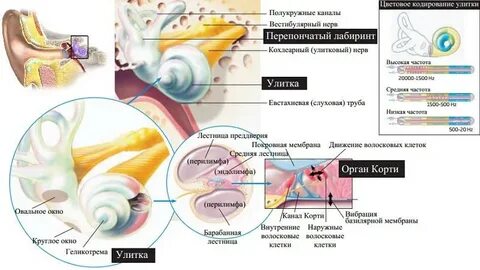 Канал улитка