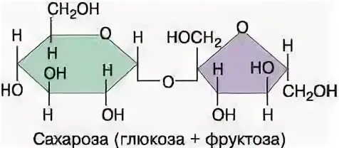 Мономером углеводов является глюкоза. Рис 16 структурная формула сахарозы дисахарида. глюкоза является мономером. строение молекулы сахарозы линейная формула. т углевод и кружок мономер.