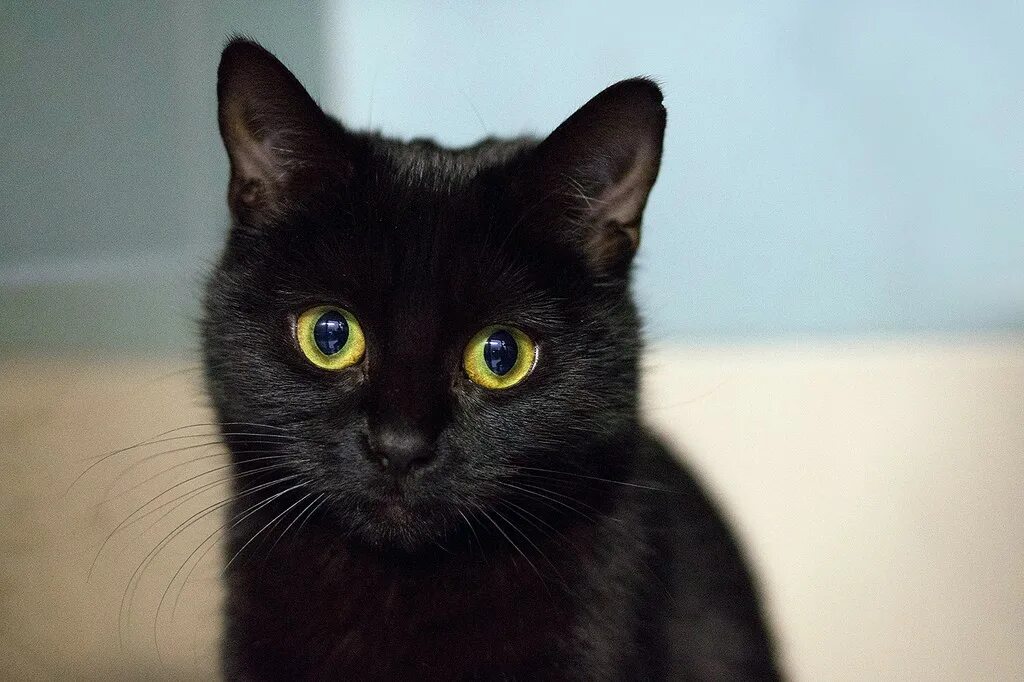 Обычный черный кот. Обычная черная кошка. Русская черная кошка. Черный кот с желтыми глазами. Черная кошка россия