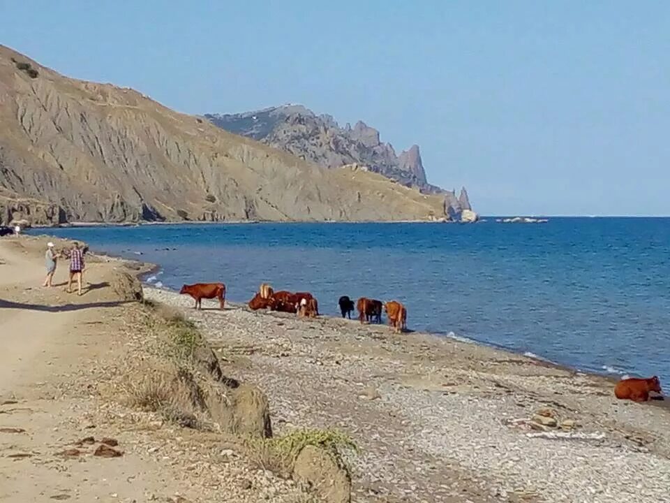 Популярные пляжи Коктебеля Все пляжи мира