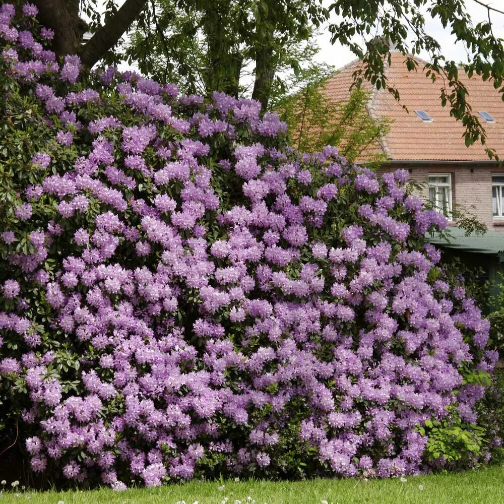 Рододендрон Живая изгородь. Рододендрон Lavandula. Рододендрон спирея. Рододендрон катевбинский Живая изгородь.