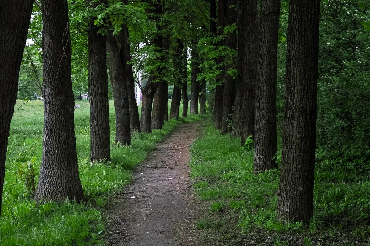 Лиловая аллея остафьево. Ораниенбург липовая аллея. Липовая аллея в остафьево. Старая липовая аллея. Старинная липовая аллея в остафьево.