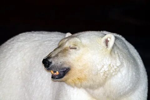 Polar Bear and Human Encounters: Feelings and Reactions - EduArctic.