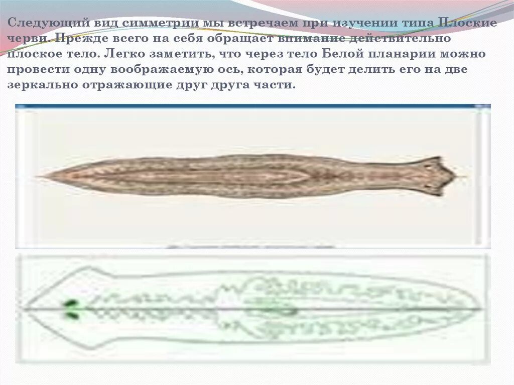 Тип симметрии щуки. Тип симметрии белой планарии. Белая планария двусторонняя симметрия. Тип симметрии плоских червей. Тип симметрии планарии.