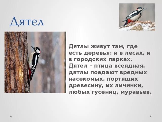 Почему дятлы получили такое название