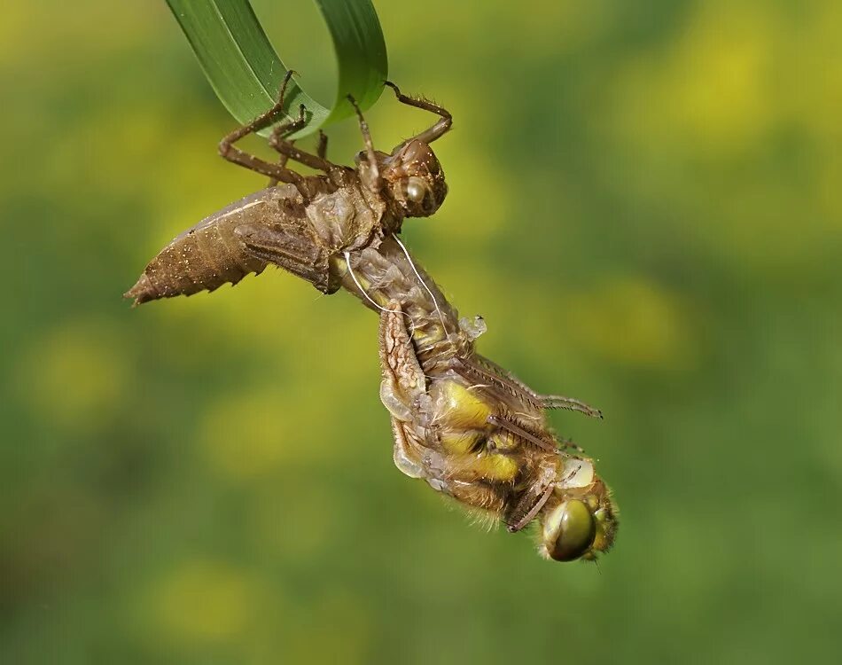 Наяда личинка. Наяда Стрекозы. Имаго Стрекозы. Odonata личинки.