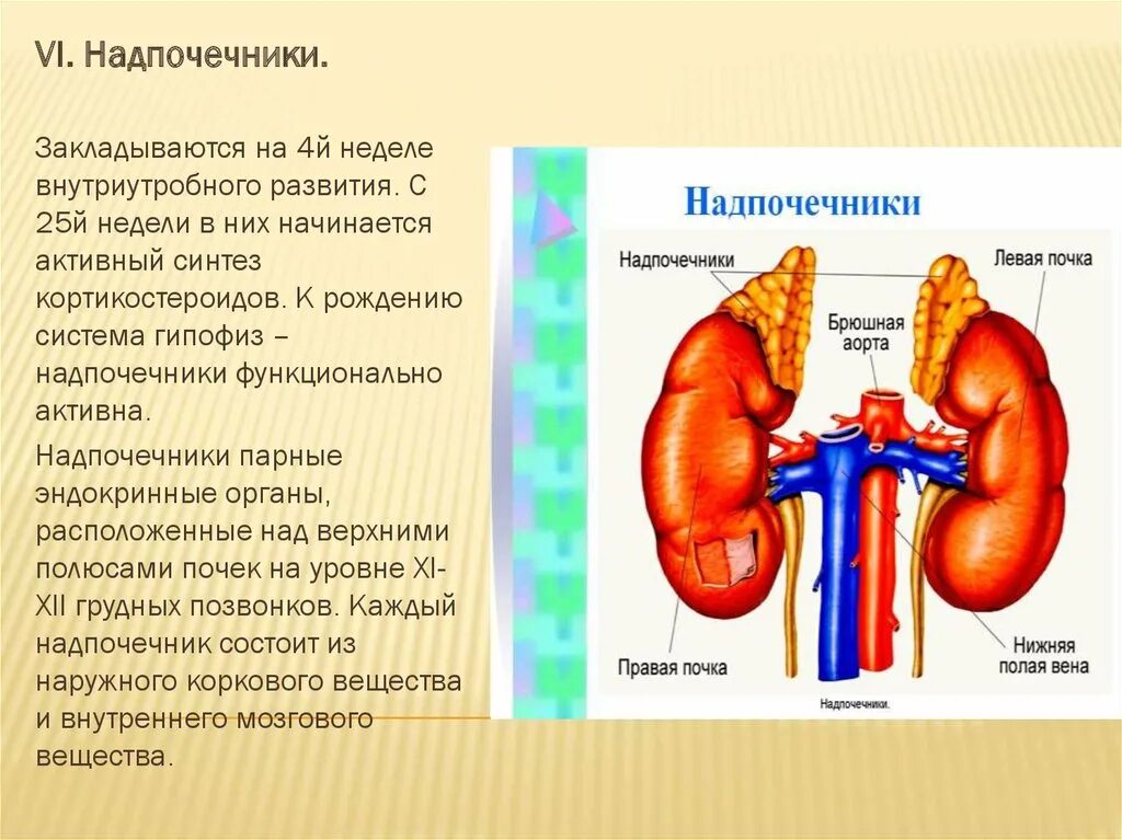 Что выделяют надпочечники. Надпочечники эндокринная система. Эндокринные железы надпочечники. Надпочечники (парные эндокринные железы). Строение надпочечников человека.